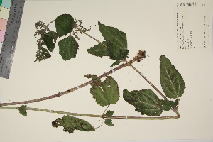  (Urtica dioica dioica - TROM_V_135265_sg)  @11 [ ] CreativeCommons - Attribution Non-Commercial Share-Alike (2017) Unspecified Tromsø University Museum