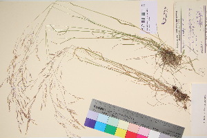  (Agrostis anadyrensis - TROM_V_135704_sg)  @11 [ ] CreativeCommons - Attribution Non-Commercial Share-Alike (2017) Unspecified Tromsø University Museum