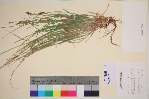  (Carex praticola - TROM_V_135707_sg)  @11 [ ] CreativeCommons - Attribution Non-Commercial Share-Alike (2017) Unspecified Tromsø University Museum