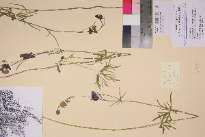  (Aconitum delphinifolium - TROM_V_135734_sg)  @11 [ ] CreativeCommons - Attribution Non-Commercial Share-Alike (2017) Unspecified Tromsø University Museum