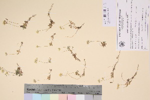  (Draba sibirica - TROM_V_135788_sg)  @11 [ ] CreativeCommons - Attribution Non-Commercial Share-Alike (2017) Unspecified Tromsø University Museum
