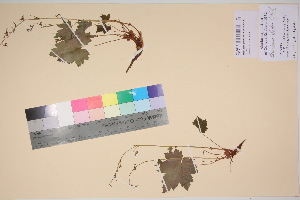  (Heuchera glabra - TROM_V_135814_sg)  @11 [ ] CreativeCommons - Attribution Non-Commercial Share-Alike (2017) Unspecified Tromsø University Museum