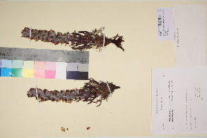  ( - TROM_V_135844_sg)  @11 [ ] CreativeCommons - Attribution Non-Commercial Share-Alike (2017) Unspecified Tromsø University Museum