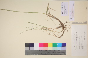  (Elymus trachycaulus - TROM_V_135866_sg)  @11 [ ] CreativeCommons - Attribution Non-Commercial Share-Alike (2017) Unspecified Tromsø University Museum