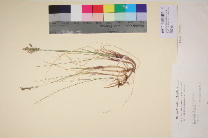  ( - TROM_V_135872_sg)  @11 [ ] CreativeCommons - Attribution Non-Commercial Share-Alike (2017) Unspecified Tromsø University Museum