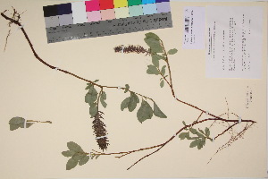  (Salix arctophila - TROM_V_135908_sg)  @11 [ ] CreativeCommons - Attribution Non-Commercial Share-Alike (2017) Unspecified Tromsø University Museum