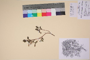  (Salix fuscescens - TROM_V_135911_sg)  @11 [ ] CreativeCommons - Attribution Non-Commercial Share-Alike (2017) Unspecified Tromsø University Museum