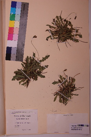  ( - TROM_V_142631_sg)  @11 [ ] CreativeCommons - Attribution Non-Commercial Share-Alike (2018) Unspecified Tromsø University Museum