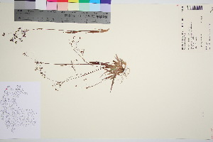  ( - TROM_V_148288_sg)  @11 [ ] CreativeCommons - Attribution Non-Commercial Share-Alike (2016) Unspecified Tromso University Museum