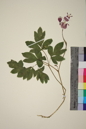  ( - TROM_V_148775_sg)  @11 [ ] CreativeCommons - Attribution Non-Commercial Share-Alike (2018) Unspecified Tromsø University Museum