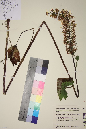  (Ligularia stenocephala - TROM_V_148895_sg)  @11 [ ] CreativeCommons - Attribution Non-Commercial Share-Alike (2018) Unspecified Tromsø University Museum