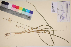  (Anthericum ramosum - TROM_V_151344_sg)  @11 [ ] CreativeCommons - Attribution Non-Commercial Share-Alike (2017) Unspecified Tromsø University Museum
