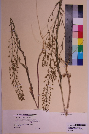  (Camelina microcarpa - TROM_V_157831_sg)  @11 [ ] CreativeCommons - Attribution Non-Commercial Share-Alike (2018) Unspecified Tromsø University Museum