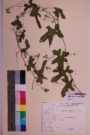  (Bryonia cretica ssp. dioica - TROM_V_158189_sg)  @11 [ ] CreativeCommons - Attribution Non-Commercial Share-Alike (2018) Unspecified Tromsø University Museum