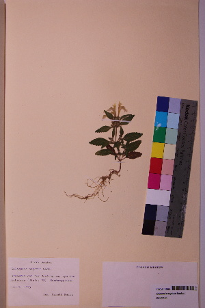  ( - TROM_V_158688_sg)  @11 [ ] CreativeCommons - Attribution Non-Commercial Share-Alike (2018) Unspecified Tromsø University Museum