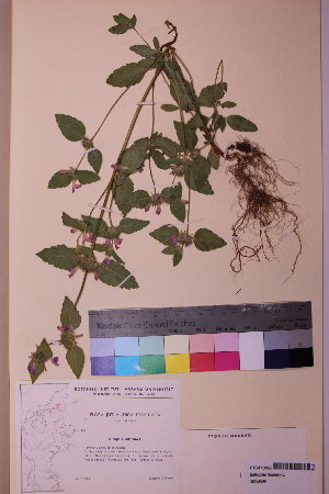  ( - TROM_V_158693_sg)  @11 [ ] CreativeCommons - Attribution Non-Commercial Share-Alike (2018) Unspecified Tromsø University Museum