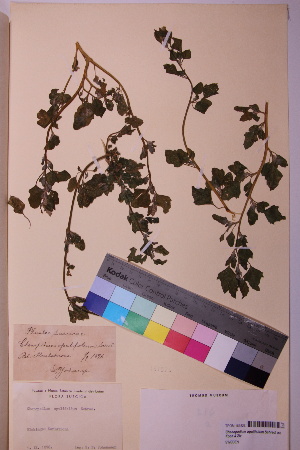  ( - TROM_V_161526_sg)  @11 [ ] CreativeCommons - Attribution Non-Commercial Share-Alike (2018) Unspecified Tromsø University Museum