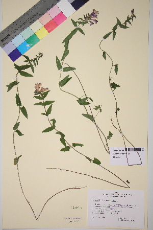  (Scutellaria hastifolia - TROM_V_165055_sg)  @11 [ ] CreativeCommons - Attribution Non-Commercial Share-Alike (2018) Unspecified Tromsø University Museum