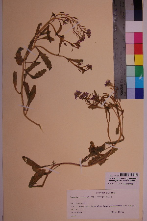  (Cakile maritima ssp. integrifolia - TROM_V_170129_sg)  @11 [ ] CreativeCommons - Attribution Non-Commercial Share-Alike (2018) Unspecified Tromsø University Museum