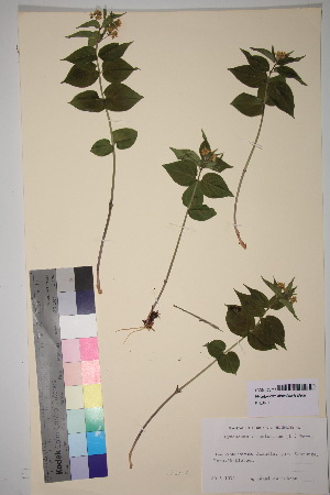  ( - TROM_V_170714_sg)  @11 [ ] CreativeCommons - Attribution Non-Commercial Share-Alike (2018) Unspecified Tromsø University Museum