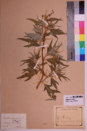  (Xanthium spinosum - TROM_V_172062_sg)  @11 [ ] CreativeCommons - Attribution Non-Commercial Share-Alike (2018) Unspecified Tromsø University Museum