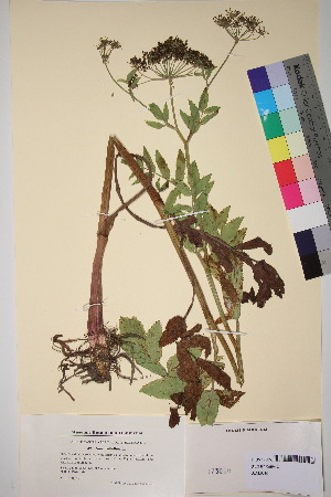  ( - TROM_V_173050_sg)  @11 [ ] CreativeCommons - Attribution Non-Commercial Share-Alike (2018) Unspecified Tromsø University Museum