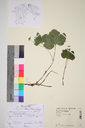  (Rubus camptostachys - TROM_V_174234_sg)  @11 [ ] CreativeCommons - Attribution Non-Commercial Share-Alike (2016) Unspecified Tromso University Museum