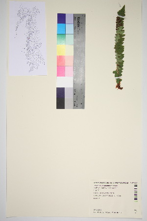  ( - TROM_V_174797_sg)  @11 [ ] CreativeCommons - Attribution Non-Commercial Share-Alike (2016) Unspecified Tromso University Museum