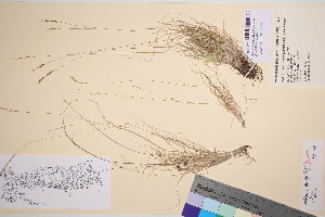  ( - TROM_V_18766_sg)  @11 [ ] CreativeCommons - Attribution Non-Commercial Share-Alike (2016) Unspecified Tromso University Museum