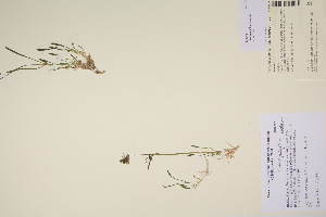  (Silene pauciflora - TROM_V_200479_sg)  @11 [ ] CreativeCommons - Attribution Non-Commercial Share-Alike (2017) Unspecified Tromsø University Museum