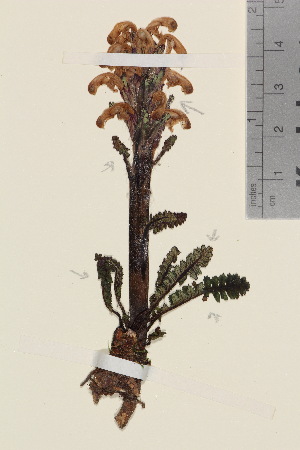 (Pedicularis oederi - TROM_V_201225_sg)  @11 [ ] CreativeCommons - Attribution Non-Commercial Share-Alike (2016) Unspecified Tromso University Museum