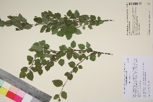  (Betula humilis - TROM_V_201226_sg)  @11 [ ] CreativeCommons - Attribution Non-Commercial Share-Alike (2017) Unspecified Tromsø University Museum
