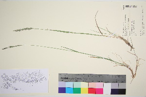  (Elymus caninus x alaskanus - TROM_V_202743_sg)  @11 [ ] CreativeCommons - Attribution Non-Commercial Share-Alike (2016) Unspecified Tromso University Museum