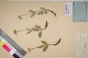  (Arnica unalaschcensis - TROM_V_300511_sg)  @11 [ ] CreativeCommons - Attribution Non-Commercial Share-Alike (2017) Unspecified Tromsø University Museum