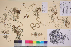  ( - TROM_V_300667_sg)  @11 [ ] CreativeCommons - Attribution Non-Commercial Share-Alike (2017) Unspecified Tromsø University Museum