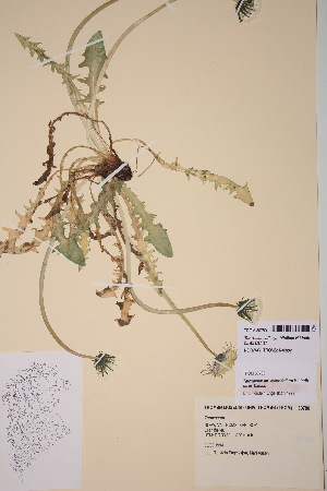  (Taraxacum cymbifolium - TROM_V_30780_sg)  @11 [ ] CreativeCommons - Attribution Non-Commercial Share-Alike (2018) Unspecified Tromsø University Museum