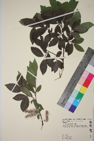  (Salix myrsinifolia kolaensis - TROM_V_351220_sg)  @11 [ ] CreativeCommons - Attribution Non-Commercial Share-Alike (2018) Unspecified Tromsø University Museum
