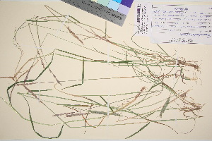  ( - TROM_V_50796_sg)  @11 [ ] CreativeCommons - Attribution Non-Commercial Share-Alike (2016) Unspecified Tromso University Museum