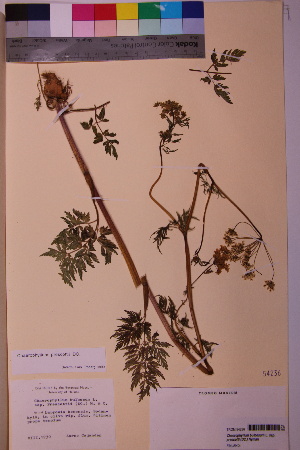  (Chaerophyllum prescottii - TROM_V_54236_sg)  @11 [ ] CreativeCommons - Attribution Non-Commercial Share-Alike (2018) Unspecified Tromsø University Museum