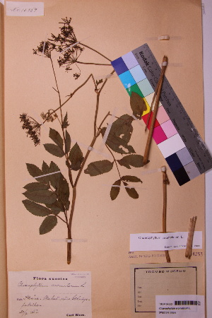  (Chaerophyllum aromaticum - TROM_V_54253_sg)  @11 [ ] CreativeCommons - Attribution Non-Commercial Share-Alike (2018) Unspecified Tromsø University Museum
