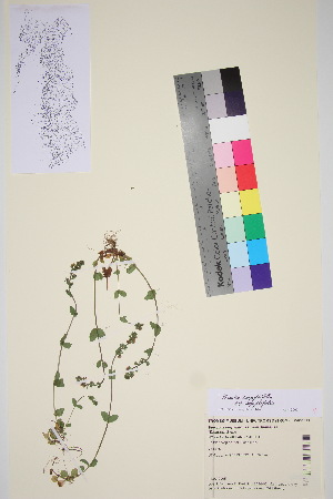  (Veronica serpyllifolia ssp. serpyllifolia - TROM_V_651013_sg)  @11 [ ] CreativeCommons - Attribution Non-Commercial Share-Alike (2015) Unspecified Tromsø University Museum