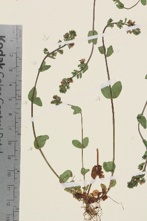  (Veronica serpyllifolia ssp. serpyllifolia - TROM_V_651013_sg)  @11 [ ] CreativeCommons - Attribution Non-Commercial Share-Alike (2015) Unspecified Tromsø University Museum