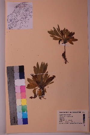  ( - TROM_V_73068_sg)  @11 [ ] CreativeCommons - Attribution Non-Commercial Share-Alike (2018) Unspecified Tromsø University Museum
