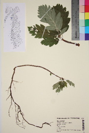  ( - TROM_V_81191_sg)  @11 [ ] CreativeCommons - Attribution Non-Commercial Share-Alike (2016) Unspecified Tromso University Museum