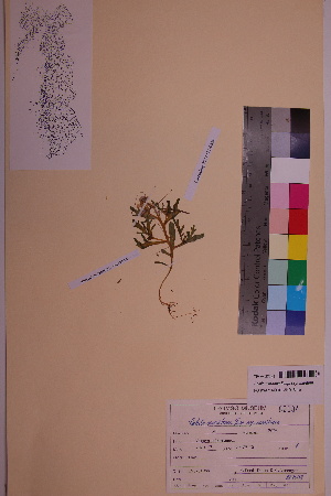  (Cakile maritima ssp. maritima - TROM_V_82084_sg)  @11 [ ] CreativeCommons - Attribution Non-Commercial Share-Alike (2018) Unspecified Tromsø University Museum