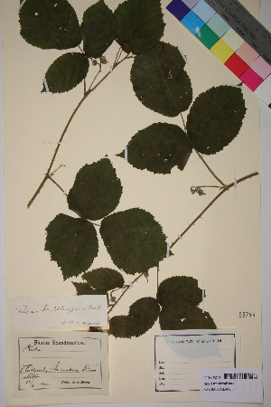  (Rubus wahlbergii - TROM_V_83798_sg)  @11 [ ] CreativeCommons - Attribution Non-Commercial Share-Alike (2018) Unspecified Tromsø University Museum