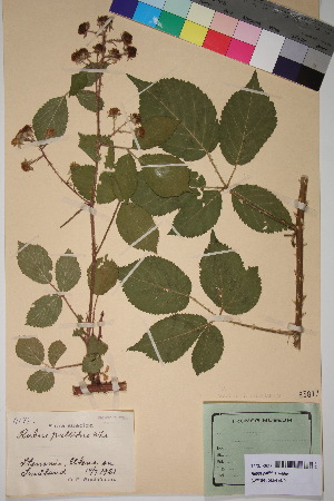  (Rubus pallidus - TROM_V_83817_sg)  @11 [ ] CreativeCommons - Attribution Non-Commercial Share-Alike (2018) Unspecified Tromsø University Museum