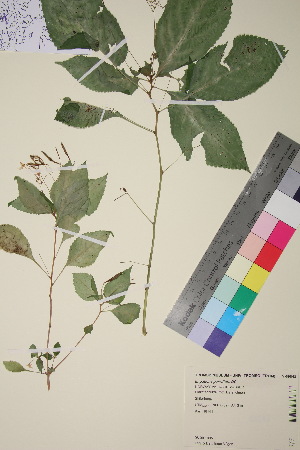  ( - TROM_V_89843_sg)  @11 [ ] CreativeCommons - Attribution Non-Commercial Share-Alike (2018) Unspecified Tromsø University Museum