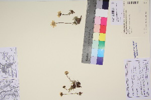  (Chrysanthemum integrifolium - TROM_V_90239_sg)  @11 [ ] CreativeCommons - Attribution Non-Commercial Share-Alike (2017) Unspecified Tromsø University Museum