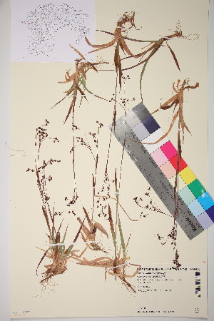  ( - TROM_V_960590_sg)  @11 [ ] CreativeCommons - Attribution Non-Commercial Share-Alike (2017) Unspecified Troms&oslash; University Museum